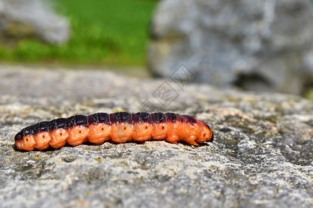 摄影生活石头上美丽的橙色毛虫模糊的天然多彩背景动物图片