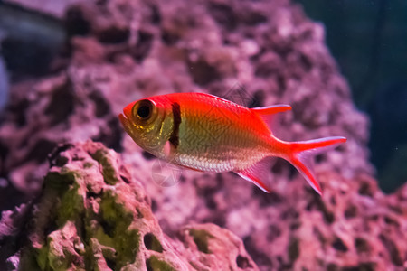 一只红背的金色鱼紧闭的热带水族馆宠物肺珊瑚图片