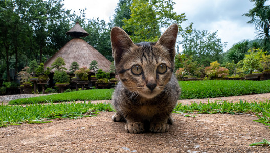 甜的亚洲人晶须小条纹猫坐在花园的走道上图片