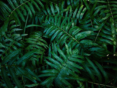 夏天蕨类绿色树叶背景有深色调的颜背景自然质热带树叶形态美丽的图片