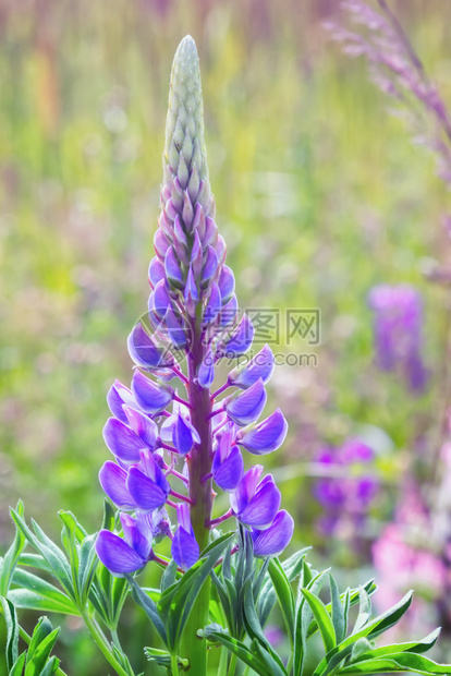 花序垂直的紫色朵Lupinus多元植物关闭夏天阳光明媚的草地选择焦点环境图片