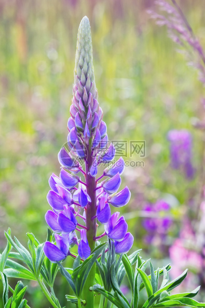 花序垂直的紫色朵Lupinus多元植物关闭夏天阳光明媚的草地选择焦点环境图片