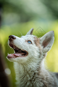 犬类蓝眼睛可爱的西比莉亚哈斯基小狗在孤立的背景中仰望着上面草绿色图片