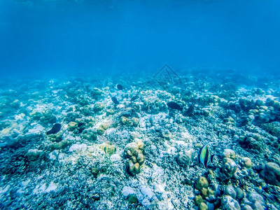 红色的生活珊瑚礁上水下海洋生物礁石图片