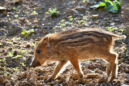 哺乳动物幼兽美丽的小猪自然野生的幼猪森林里野猪动物出生图片