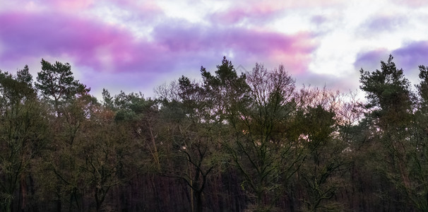 天空中的气现象粉红色和紫的乌云森林地貌背景珍珠母亲图片