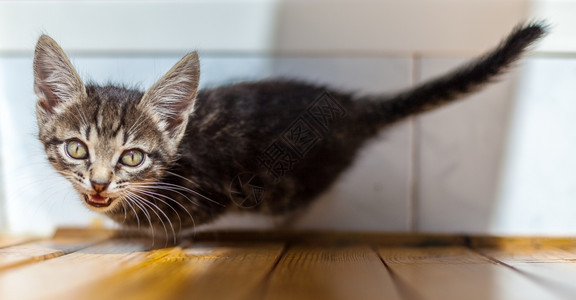 肉食动物农场坐在床上的滑稽条纹小猫穿着灰色条纹小猫坐在床上晶须图片