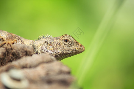 泰国干柴上的色素龙爬虫图片