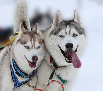 英俊的动物两只哈斯基马铃薯狗在雪中比赛橇犬图片