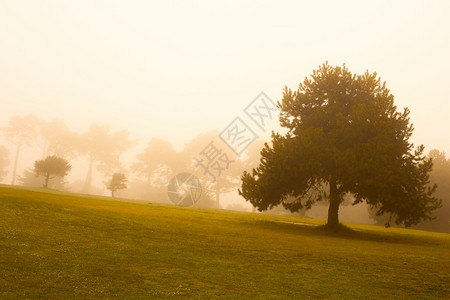 半岛美国加利福尼亚州旧金山普雷斯迪奥街坊雾场景桑图片