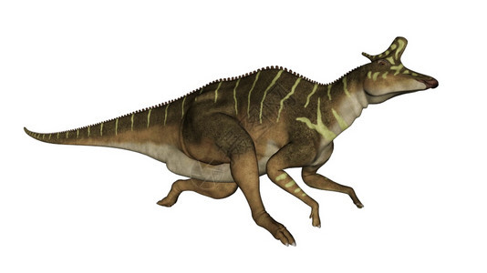脊椎动物灭绝兰贝龙在白色背景中孤立的兰佛龙恐3D使得蓝比龙恐运行3D变成D图片