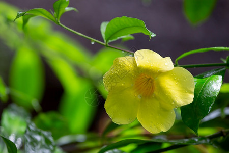 卡片一朵带小雨滴的马达加斯黄色本地花带小雨滴的马达加斯黄色本地花玫瑰草植物图片