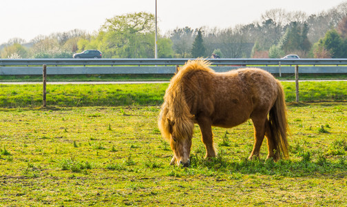 盒马鲜生棕色的骑在草地上放牧的野马站在草原上的一匹马肖像盒背景