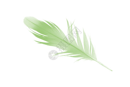 质地漂浮的白色背景上隔离的美丽羽毛颜色浅绿粉彩图片