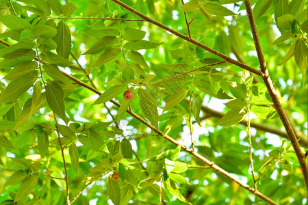 稀烂茶点浆果蒙蒂西亚卡拉布洲樱桃水果图片