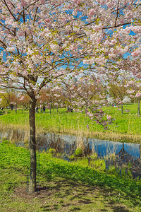 樱桃绽放拉托维亚市里加Sakuura公园新鲜的图片