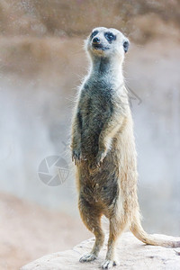 家庭生物沙漠猫鼬Surikate站在动物园里图片