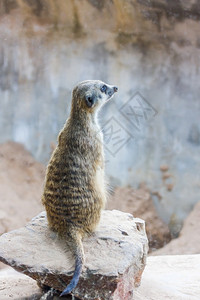 毛皮手表坐在动物园里的苏喀特野生动物图片