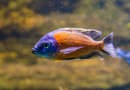青杠菌食客红色的紧闭燕尾沙食用器紫色和橙鲜青多彩的鱼装饰水族馆宠物颜色背景