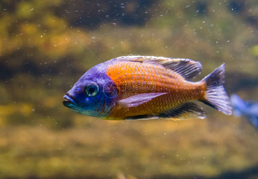 食客红色的紧闭燕尾沙食用器紫色和橙鲜青多彩的鱼装饰水族馆宠物颜色图片