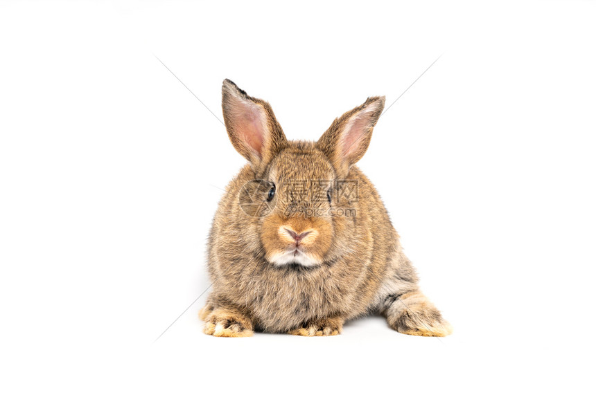 可爱动物兔子图片