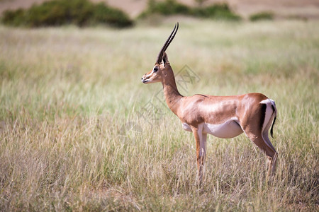 马拉景观公园肯尼亚草原上的一些羚羊肯尼亚草地上的一些鹦鹉群中羚羊图片