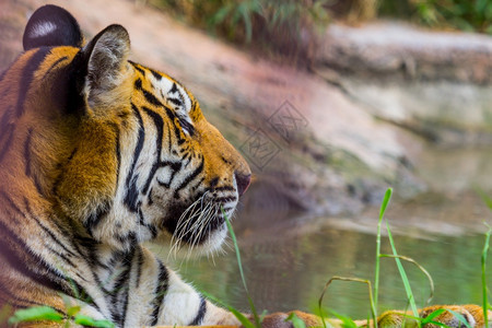 丛林侵略龙头和脸的侧视角孟加拉皇家老虎自然哺乳动物图片