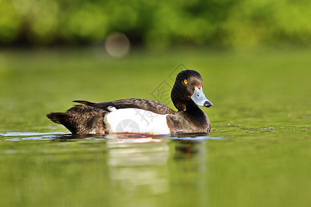 Aythyafulligula在湖面游泳动物群野禽环境图片