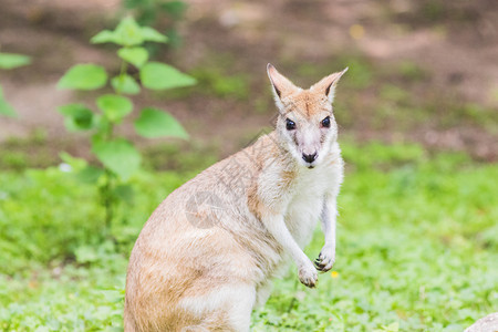棕色的瓦拉比Wallaby一个澳洲的马苏维亚人婚姻与袋鼠相似但小于袋鼠野生动物尾巴图片