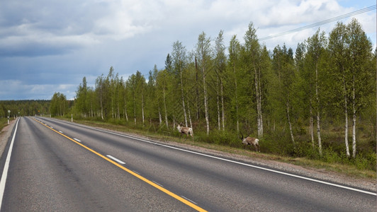 濒危北欧的动物群斯堪纳维亚州拉普兰路边靠近两头野驯鹿图片