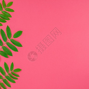 双色调平坦的最佳创意板面铺设置最高视图模式新绿色树叶以明亮粉红方形背景复制空间以最小的Duotone流行艺术风格文本框架模板图片