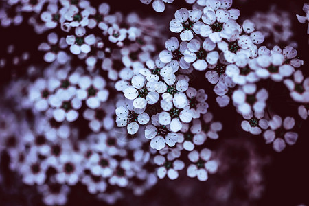 分支绣线菊通贝里棕色ModyFloral背景花朵白盛开的螺旋树枝在花园室外露天中图片