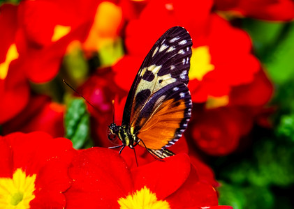 纽荷尔橙墨西哥人红花上老虎拉蝴蝶墨西哥和秘鲁的多彩热带昆虫种形图案的巨虎紧闭宏观肖像一种黑卡勒背景