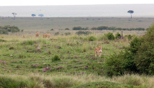 肯尼亚大草原的狮子家族肯尼亚大草原的狮子家族马赛自然赞比亚图片