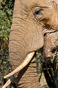 皮肤非洲人濒危大象非洲Loxodonta野生动物保护区南非洲图片