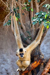 可爱的泰国哺乳动物金颊长臂猿的珍贵标本金颊长臂猿Nomascusgabriellae背景图片