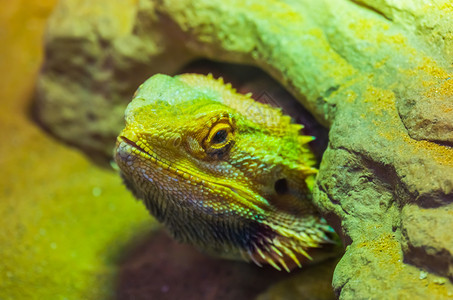 葡萄体澳大利亚长胡子龙蜥蜴的面部藏在岩石下热带爬行动物薄膜草皮养殖中流行的天花宠物国内图片