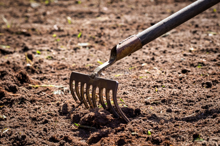 农民园林工作在地上挖土用花园艺农耕播种概念关闭园林工作在地上挖掘泥土在花园养殖种子概念中挖蟑螂夏天男人图片