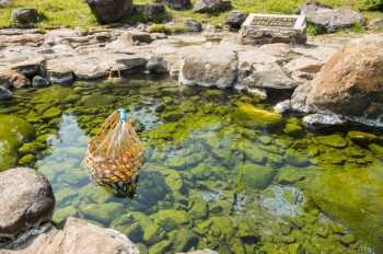 颜色春天蛋白质温泉煮鸡在泰国出差旅行图片