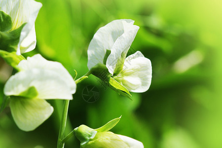 一种花园里有白的绿豌豆植物花园里有白的绿豌豆植物土壤树叶图片