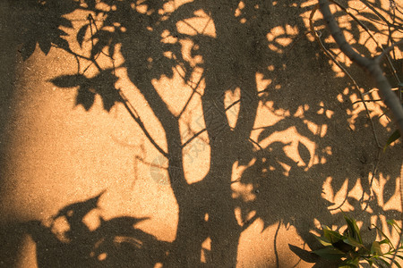 公园热带花的棕色和黑树影以及水泥墙背景下的树枝上自然叶和头上的黑褐色影BlackandBrownwhindofnaturelea图片