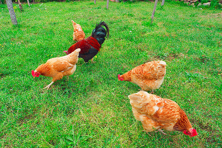 户外在传统的免费牧场家禽养鸡的草上和公在草上养和公家畜绿色图片