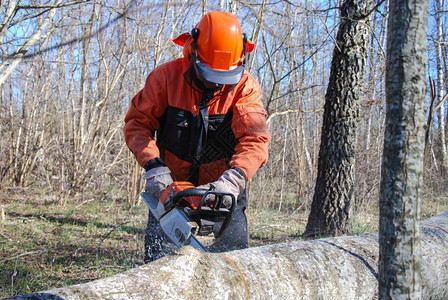 什么时候锯切橙当伐木工人用链锯砍树干时就采取行动背景图片