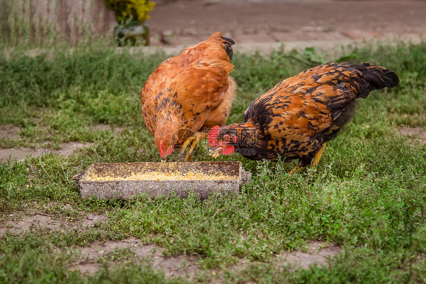 乡村的鸡群特写成年母鸡公火农场的幼在草丛中吃并啄食成年母鸡农场的幼在草丛中吃并啄食鸟堆场图片
