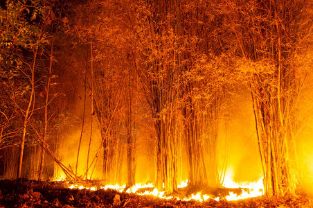 峡谷生态林火野烧树红色和橙夜间晚上在森林中燃烧北泰国森林火灾野树木图片