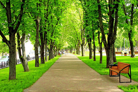 城市公园配有前门车道长椅和大绿树城公园配有漂亮的前门车道长椅和大绿树灌木丛走自然图片