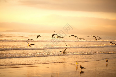 天空海洋智利拉塞雷纳海滩的鸥群平静图片