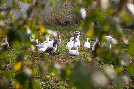 白灰鹅群近水金秋景自然打猎天图片