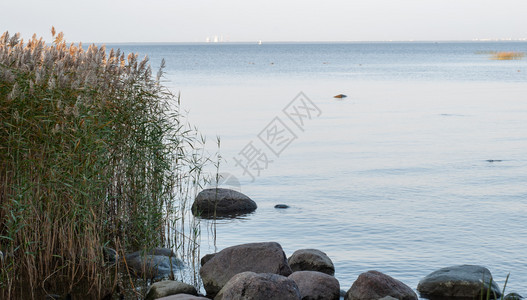 Reeds湖的秋季风景在岸边生长Lakeide岸边有石块Reeds和巨石不断增长头秋天植物图片