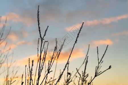 乡村的日落天空背景下有树枝的霜黎明自然图片